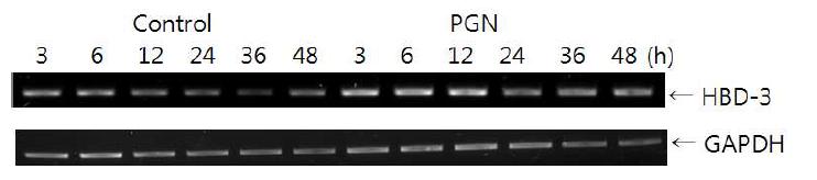 PGN induces HBD-3 mRNA expression in RWPE-1 cells