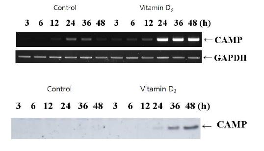 Vitamin D3 induces CAMP mRNA (upper) and protein (lower) in RWPE-1 cells