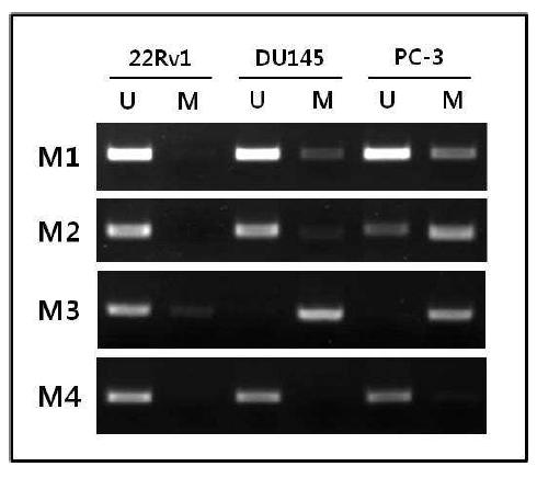전립선암 세포주에서 KLOTHO 프로모터 부위의 methylation-specific PCR (MSP) 분석