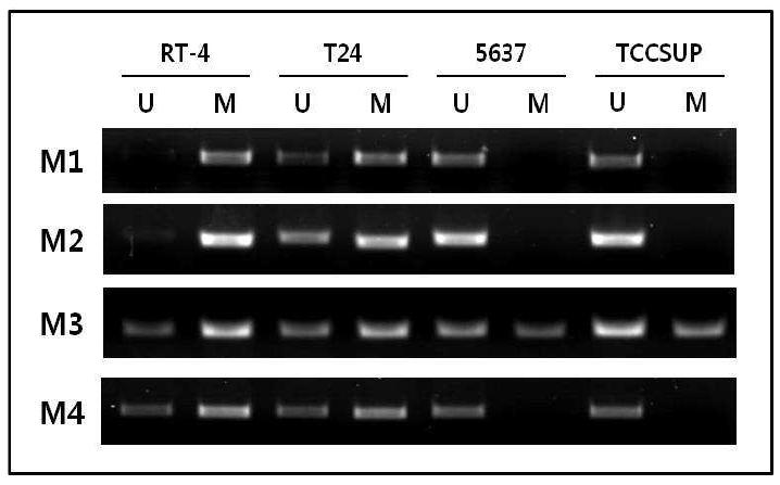 방광암 세포주에서 KLOTHO 프로모터 부위의 methylation-specific PCR (MSP) 분석