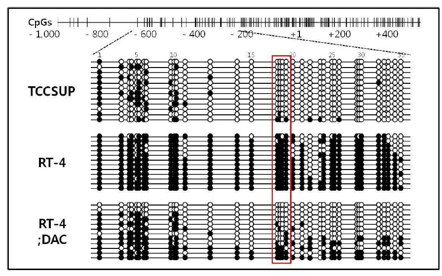 방광암 세포주에서 KLOTHO 프로모터 부위의 bisulfite genomic sequencing(BGS) 분석