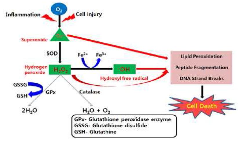 Antioxidant pathways