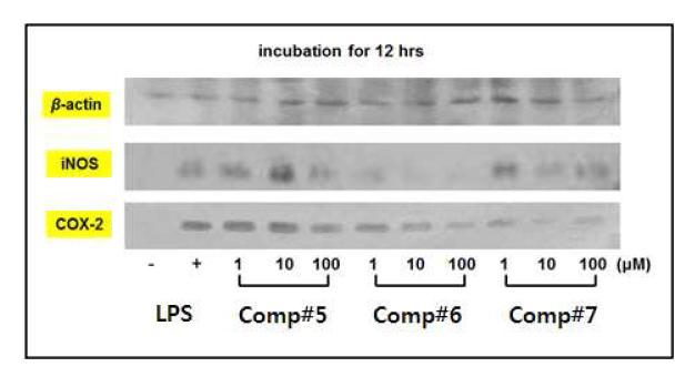 Compound 5, 6, 7에 의한 염증 관련 유전자들의 발현 억제