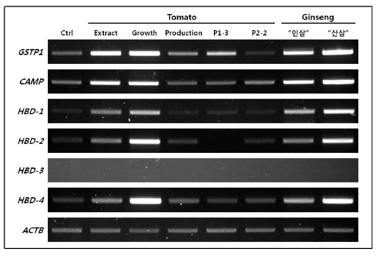 Androgen 반응성 전립선암 세포주 22Rv1에 각각 토마토와 산삼 유래 CMC 처리 시 GSTP1과 항균펩티드 유전자들의 mRNA 발현