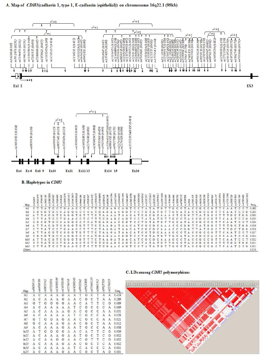 Map of CDH1, Haplotypes in CDH1, and LDs among CDH1 polymorphisms