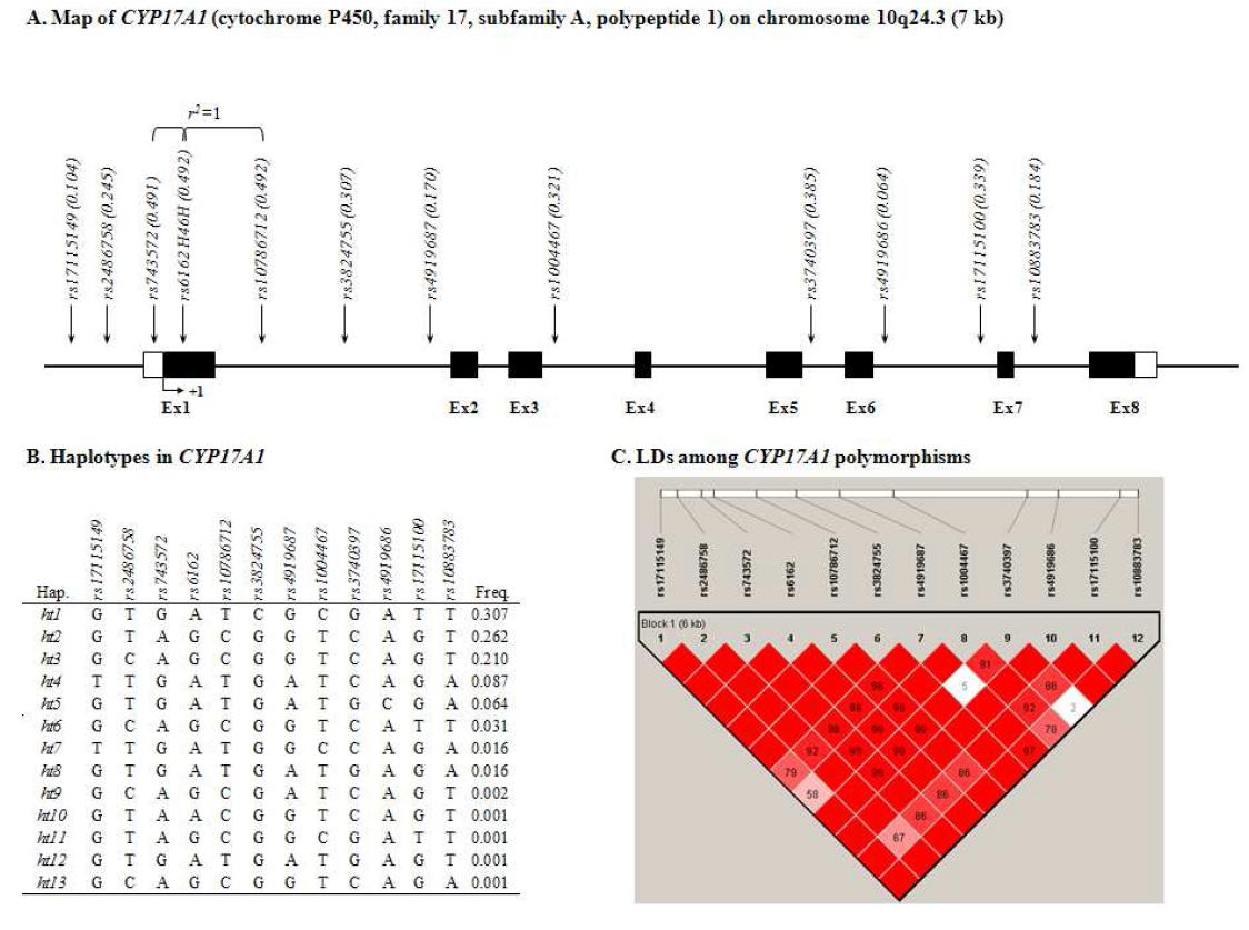 Map of CYP17A1, Haplotypes in CYP17A1, and LDs among CYP17A1 polymorphisms