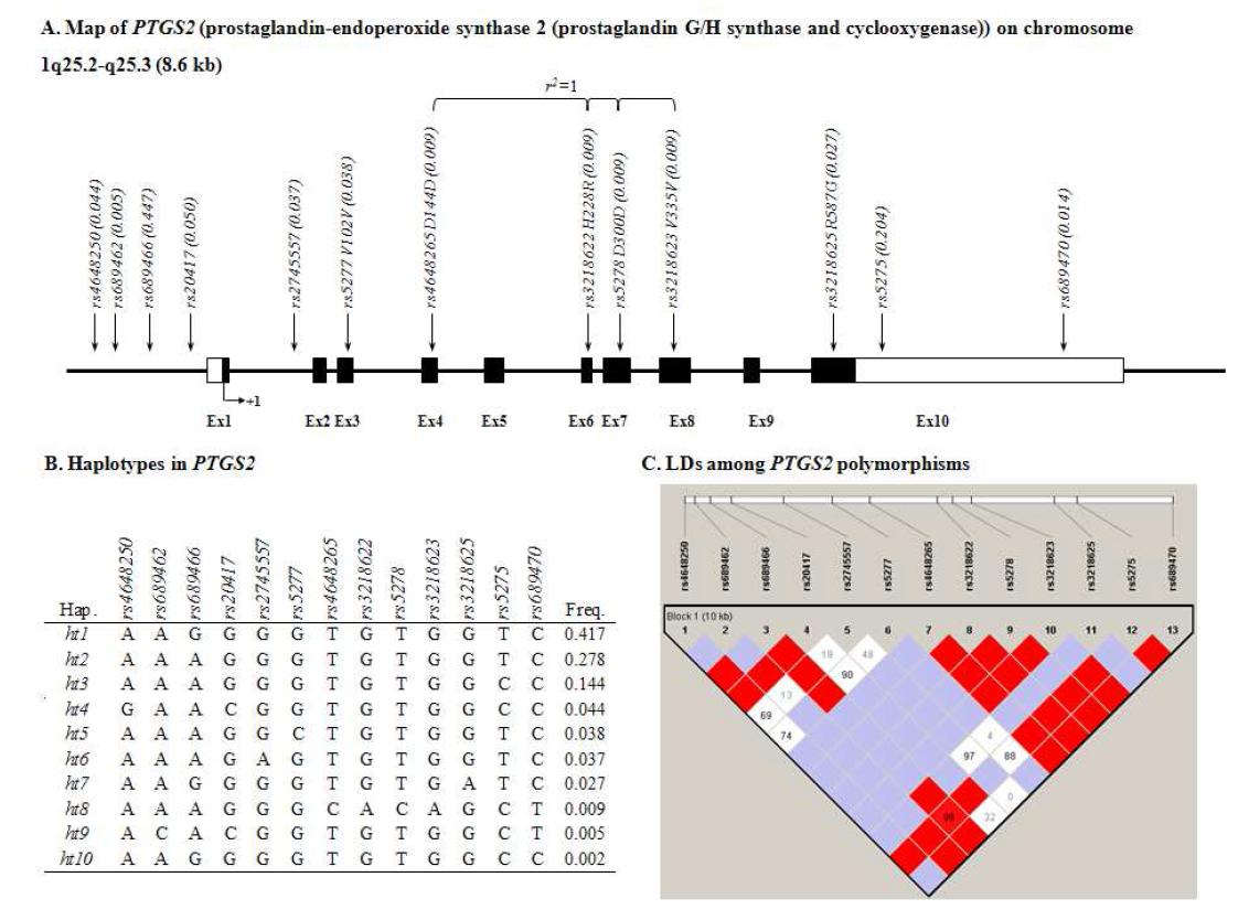 Map of PTGS2, Haplotypes in PTGS2, and LDs among PTGS2 polymorphisms