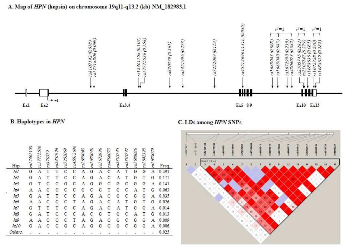 Map of HPN, Haplotypes in HPN, and LDs among HPN polymorphisms