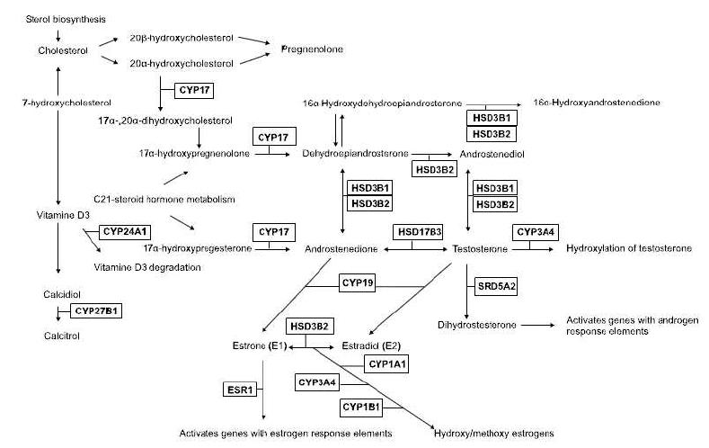 Summary of the steroid hormone pathway indicating the candidate genes studied in this report and the products from their enzymatic reactions