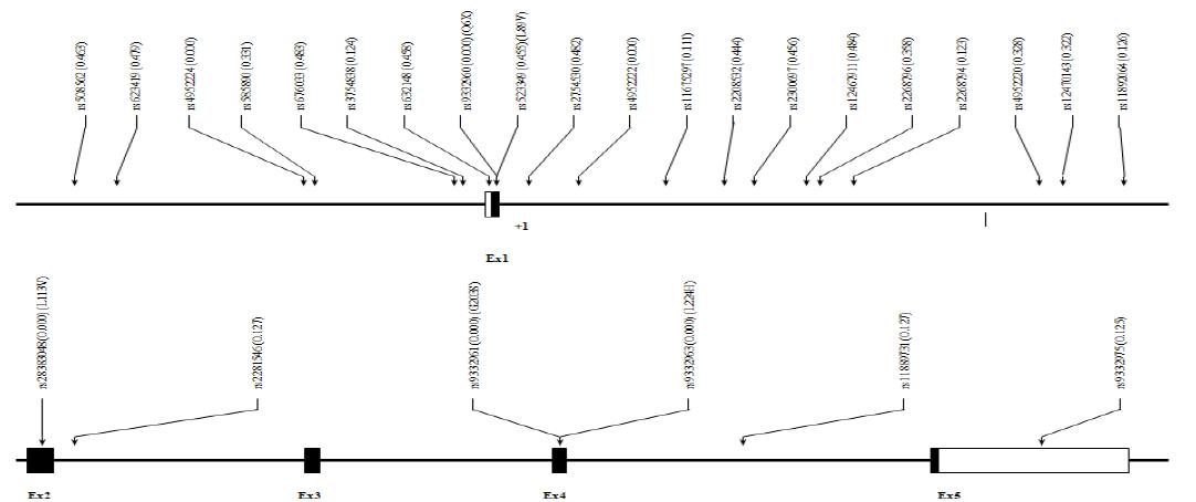 Map of SRD5A2 on chromosome 2p23 (56.39 kb)