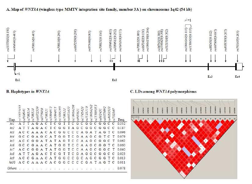 Map of WNT3A, Haplotypes in WNT3A, and LDs among WNT3A polymorphims