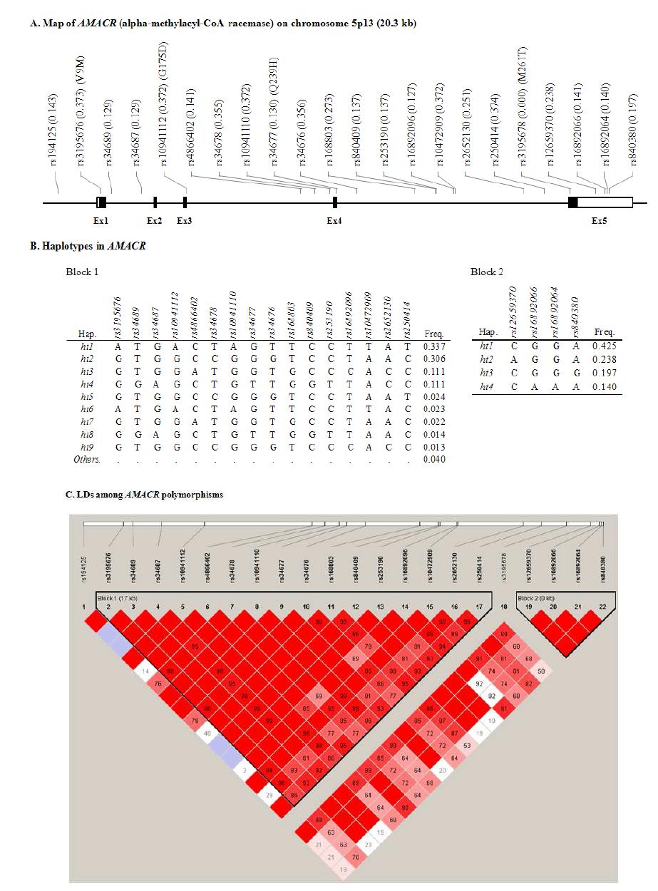 Map of AMACR, Haplotypes in AMACR, and LDs among AMACR polymorphims