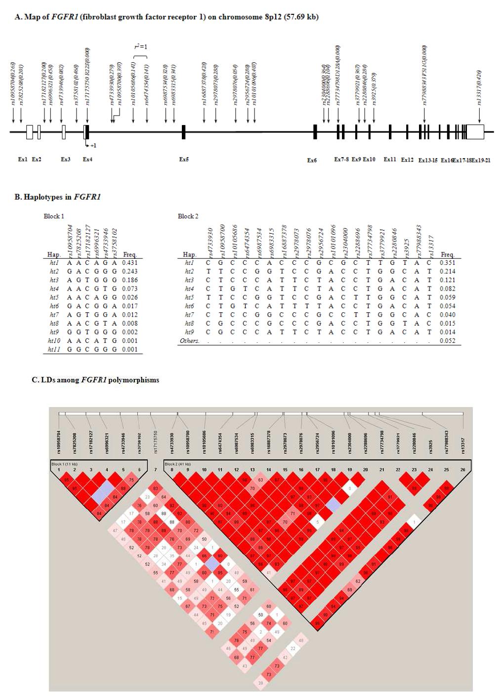 Map of FGFR1, Haplotypes in FGFR1, and LDs among FGFR1 polymorphims