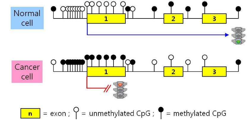 정상 세포와 암세포에서 CpG island의 methylation과 유전자 발현의 역상관관계