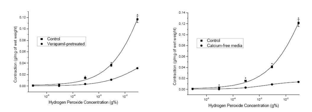 Verapamil이 전처지된 방광평활근절편 혹은 calcium free media에서의 방광평활근 절편에서 저농도 H2O2의 농도증가에 따른 수축력 변화