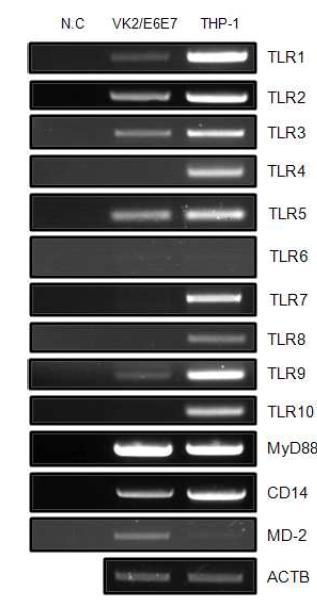 Expression of multiple TLRs and its signaling molecules in vaginal epithelial cells