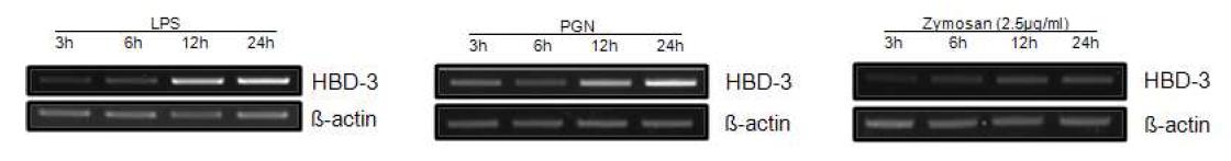 LPS, PGN and zymosan induce increase of hBD-3 mRNA expression in VK/E6E7 cells