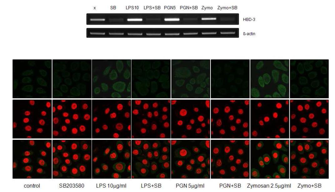 p38 MAPK is involved in LPS-, PGN-, zymosan-induced hBD-3 expression in VK/E6E7 cells