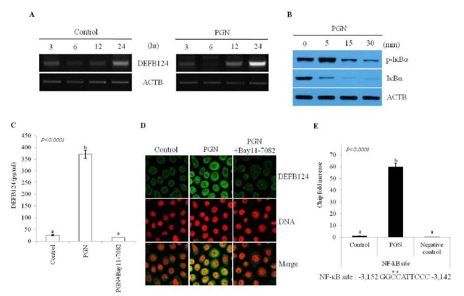 PGN 처리 시 NF-kappaB를 통한 DEFB124의 발현 유도