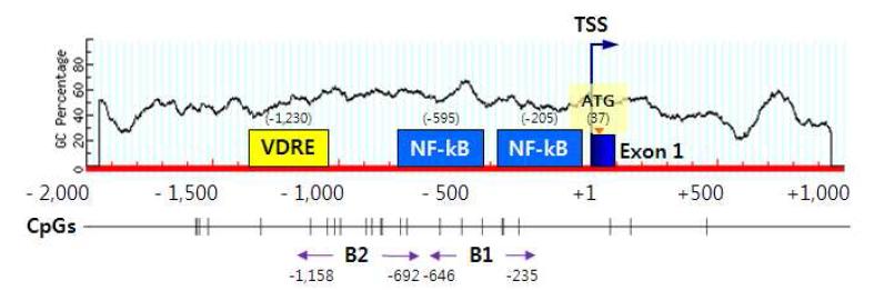 HBD-2 유전자의 5‘ 말단 부위의 CpG plot 모식도
