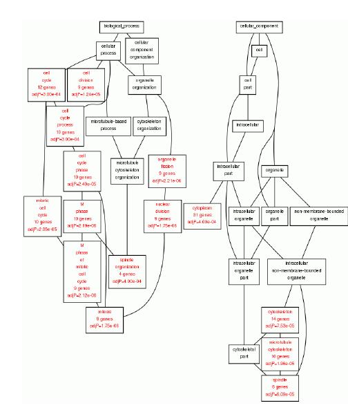 Up-regulation 유전자의 Gene Ontology Category