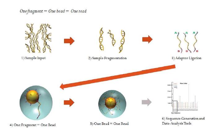 GS-FLX Sequencing 모식도