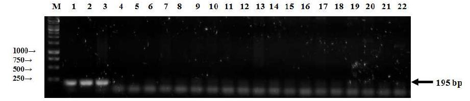 CAU-HF 및 CAU-HR 프라이머를 이용하여 실시한 종래의 PCR에 의한 Halomonas spp 게놈DNA의 검출을 보여주는 결과