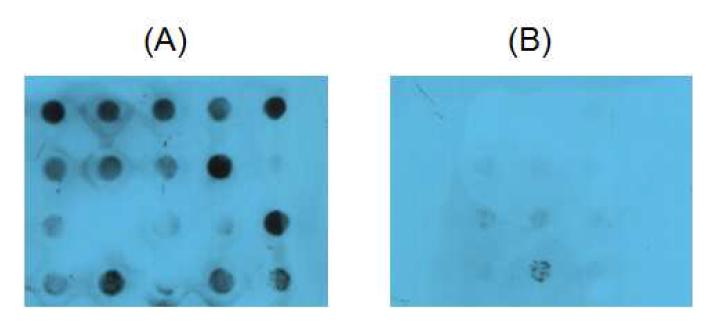 Reverse Southern dot blot hybridization을 이용한 L.garvieae 의 특이 유전자 발굴