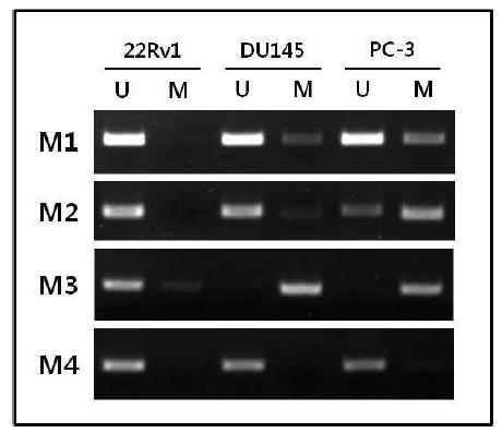 전립선암 세포주에서 KLOTHO 프로모터 부위의 methylation-specific PCR (MSP) 분석