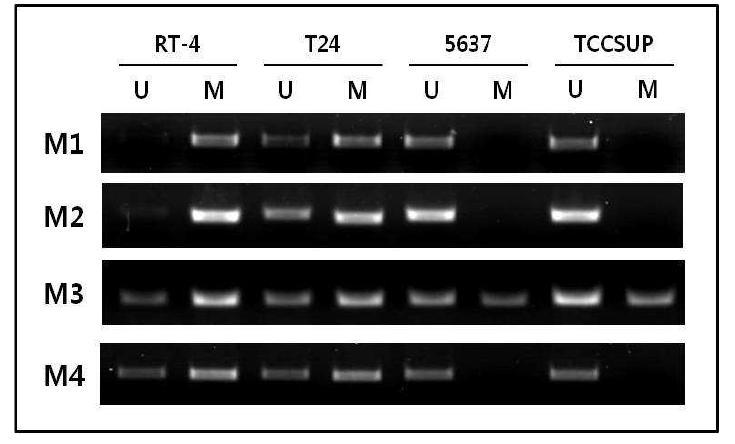 방광암 세포주에서 KLOTHO 프로모터 부위의 methylation-specific PCR (MSP) 분석