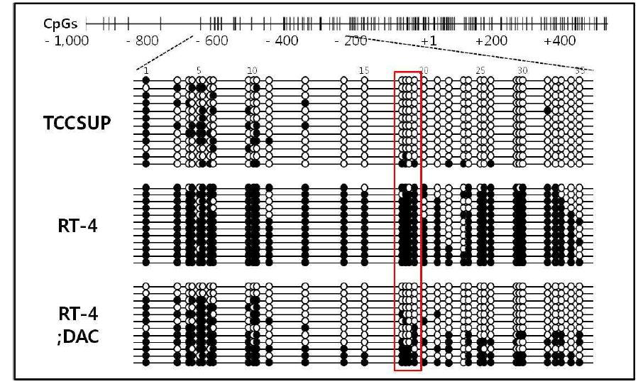 방광암 세포주에서 KLOTHO 프로모터 부위의 bisulfite genomic sequencing(BGS) 분석