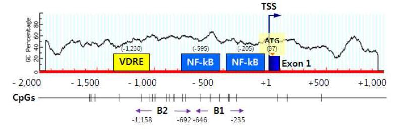 HBD-2 유전자의 5‘ 말단 부위의 CpG plot 모식도