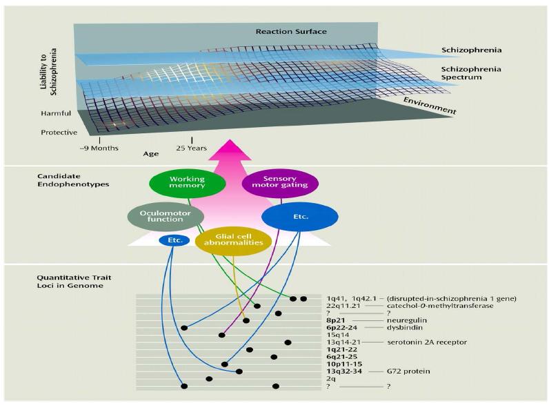 Conceptual frame of genetic loci, genes, and putative endophenotypes