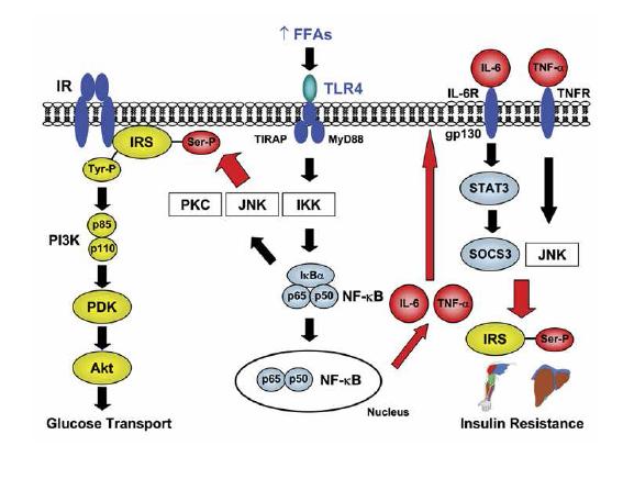 TLR4 mediated FFA-induced activation of inflammation and metabolic signalling in insulin resistance