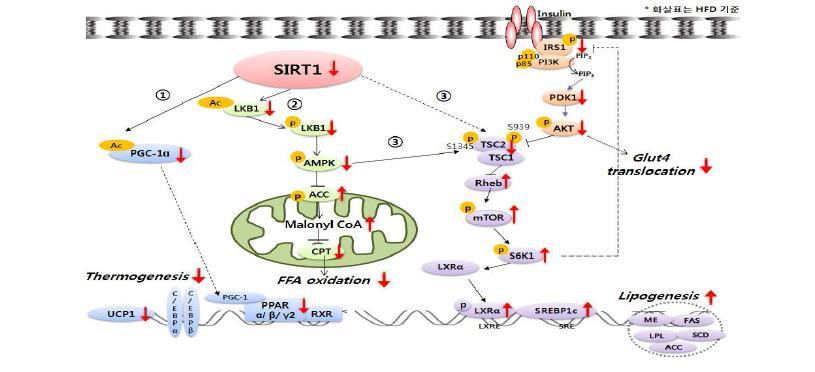SIRT1-mediated signaling
