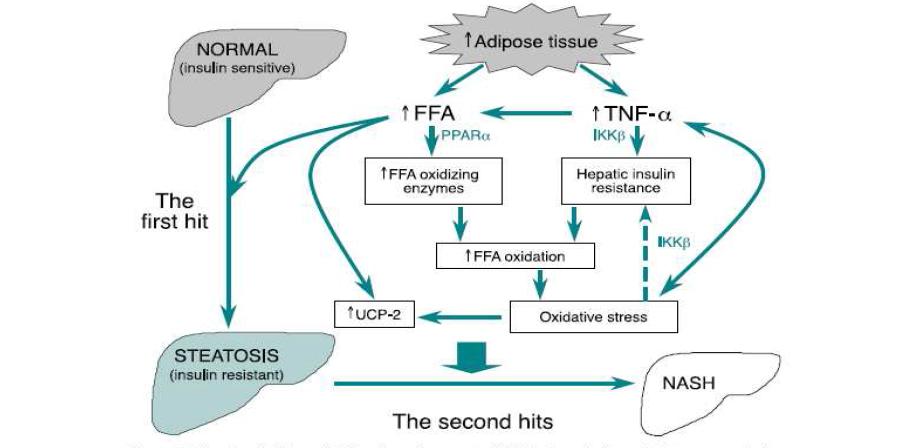 The role of TNF-a and FFA in the pathogenesis of NASH.