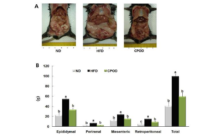 Anatomical image and visceral adipose tissue weights of mice fed experimentaldiets.