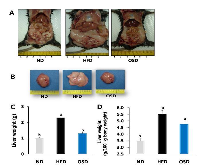 Effects of OSD feeding on liver histology and liver weight. (A) anatomical image of mice from ND, HFD, and OSD, (B) livers, (C) liver weight, (D) relative weight of liver.