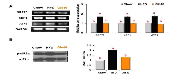 Effects of oleuropein on the expression of molecules that regulate ER stress in the liver tissues of mice fed a HFD.