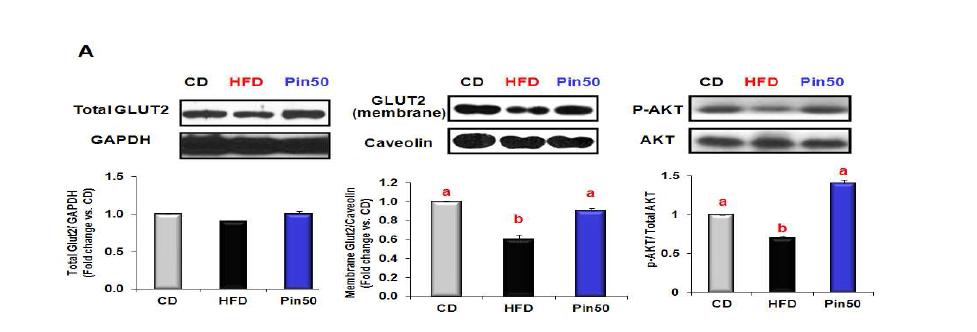 Effects of piperine on the expression of molecules that regulate insulinsignaling in the liver tissues of mice fed HFD.