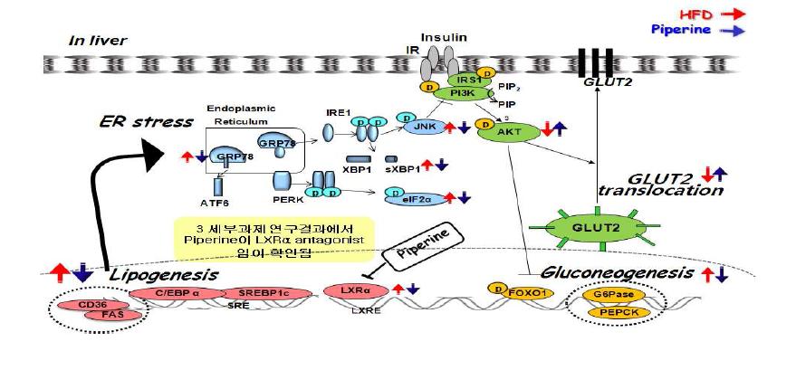 Possible molecular mechanisms through which dietary piperine may attenuatehepatic steatosis and insulin resistance induced by HFD.