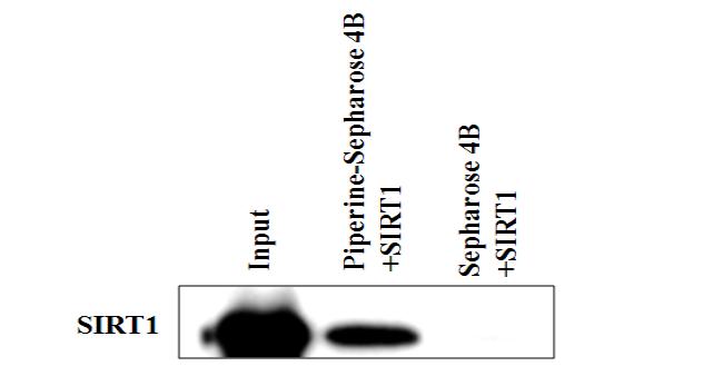 Immunoblot analysis of SIRT1 following purification by piperine-Sepharose 4Baffinity columnchromatography.