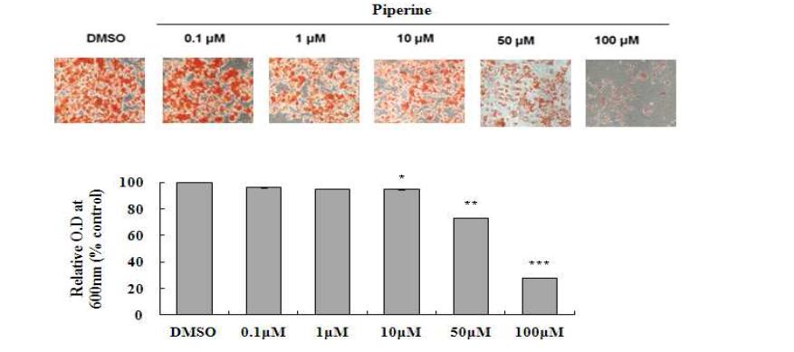 Piperine decreases fat accumulation in differentiated adipocytes.