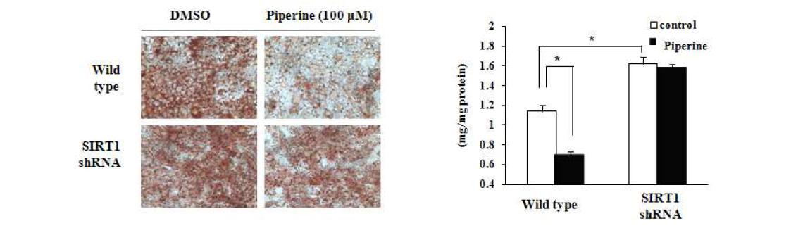 Activation of SIRT1 by Piperine decreases fat accumulation indifferentiated adipocytes.