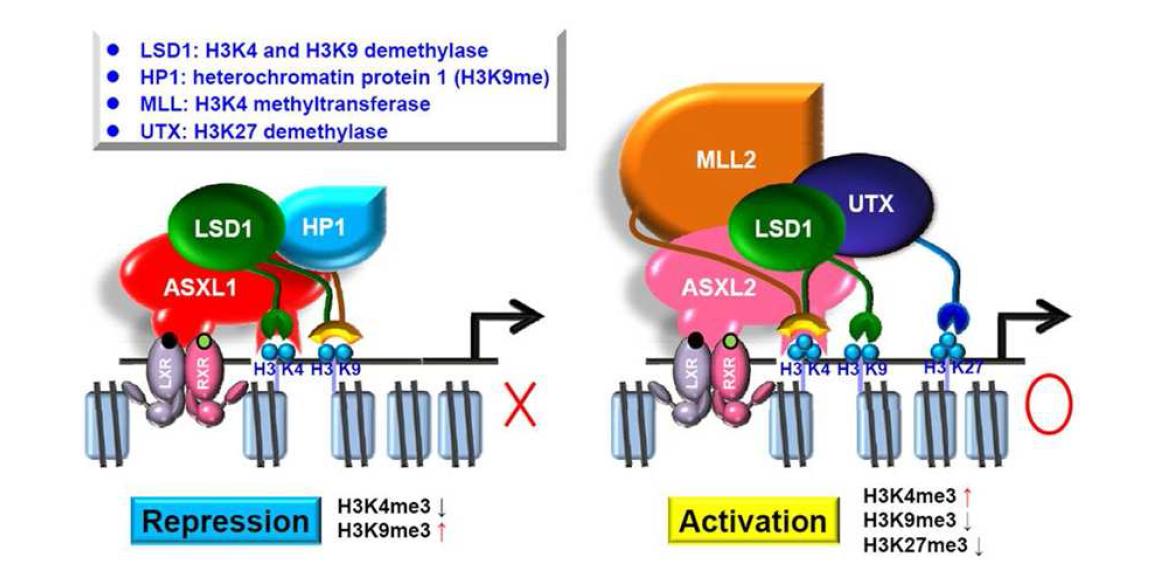 Hypothetical model for opposite role of ASXL1 and ASXL2 in LXRα activation)