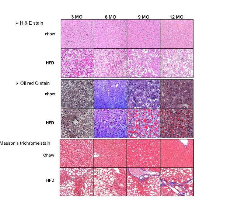 histological analysis