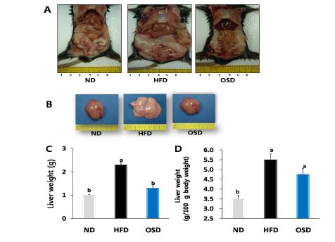 Effects of OSD feeding on liver histology and liver weight.