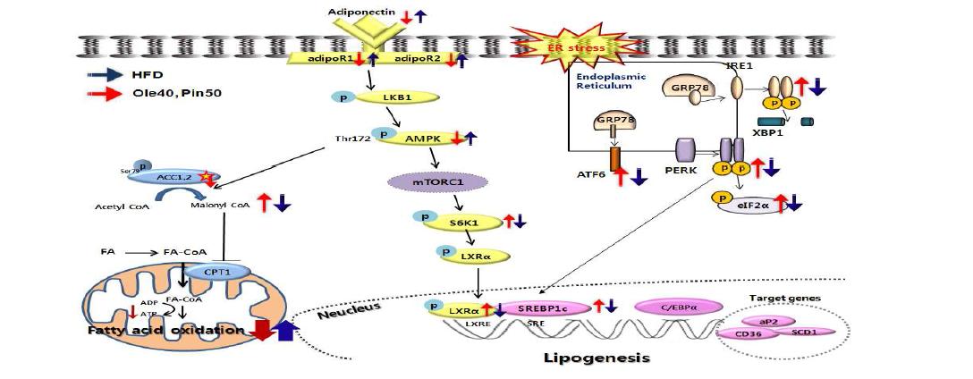 The possible molecular mechanisms of adiministered oleuropein in treatinghepatic steatosis and ER stress induced by HFD.