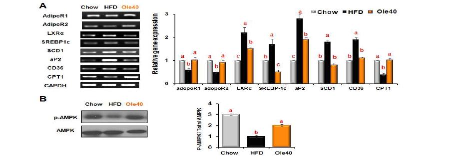 Effects of oleuropein on the expression of molecules that regulate lipidmetabolism in the liver tissues of mice fed HFD.