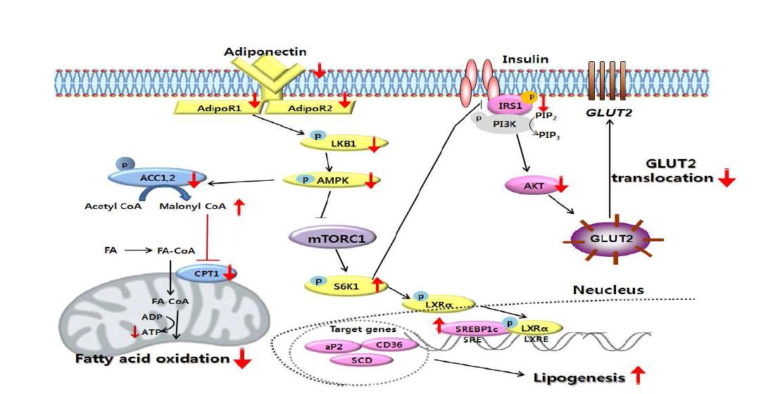 The possible molecular mechanisms of administered piperine in treatinghepatic steatosis and insulin resistance induced by HFD.